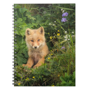 Kutest Baby Animals   Red Fox in Umnak Alaska Notitieboek