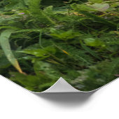 Kutest Baby Animals | Red Fox in Umnak Alaska Poster (Hoek)