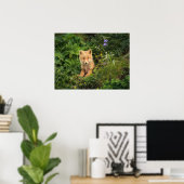Kutest Baby Animals | Red Fox in Umnak Alaska Poster (Thuiskantoor)