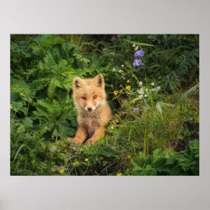 Kutest Baby Animals Red Fox in Umnak Alaska Poster
