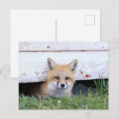 Kutest Baby Animals | Red Fox Kit Peking Briefkaart (Voorkant / Achterkant)