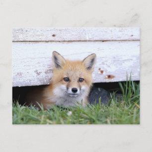 Kutest Baby Animals   Red Fox Kit Peking Briefkaart