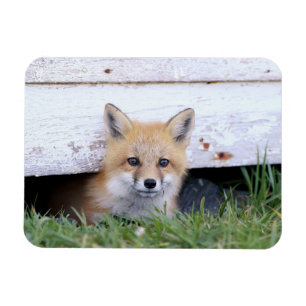 Kutest Baby Animals Red Fox Kit Peking Magneet