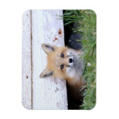 Kutest Baby Animals | Red Fox Kit Peking Magneet (Verticaal)