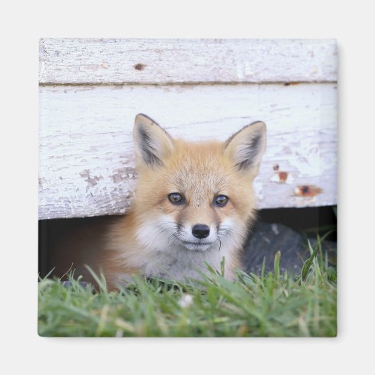 Kutest Baby Animals | Red Fox Kit Peking Magneet (Voorkant)