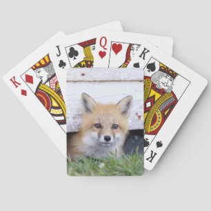 Kutest Baby Animals   Red Fox Kit Peking Pokerkaarten