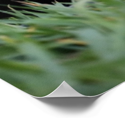 Kutest Baby Animals | Red Fox Kit Peking Poster (Hoek)