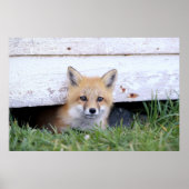 Kutest Baby Animals | Red Fox Kit Peking Poster (Voorkant)