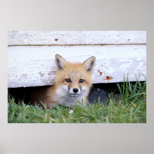 Kutest Baby Animals | Red Fox Kit Peking Poster (Voorkant)