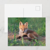 Kutest Baby Animals | Red Fox Kit Relaxing Briefkaart (Voorkant / Achterkant)