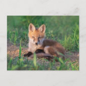 Kutest Baby Animals | Red Fox Kit Relaxing Briefkaart (Voorkant)
