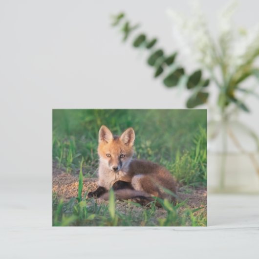 Kutest Baby Animals | Red Fox Kit Relaxing Briefkaart (Staand voorkant)