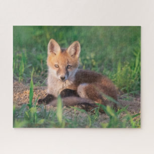 Kutest Baby Animals   Red Fox Kit Relaxing Legpuzzel