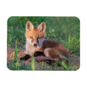 Kutest Baby Animals   Red Fox Kit Relaxing Magneet