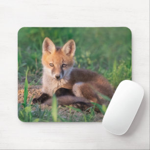 Kutest Baby Animals   Red Fox Kit Relaxing Muismat
