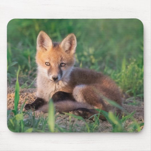 Kutest Baby Animals | Red Fox Kit Relaxing Muismat (Voorkant)