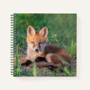 Kutest Baby Animals   Red Fox Kit Relaxing Notitieboek