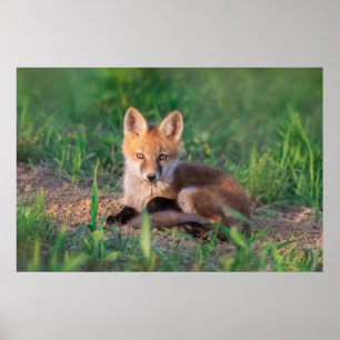Kutest Baby Animals Red Fox Kit Relaxing Poster