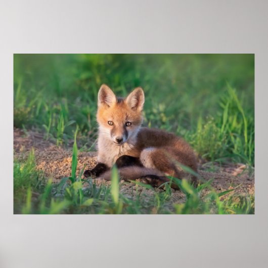 Kutest Baby Animals | Red Fox Kit Relaxing Poster (Voorkant)