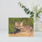 Kutest Baby Animals | Red Fox Pup Briefkaart (Staand voorkant)