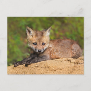Kutest Baby Animals   Red Fox Pup Briefkaart
