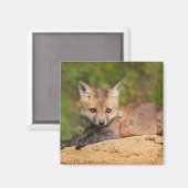 Kutest Baby Animals | Red Fox Pup Magneet (Voorkant / Achterkant)