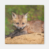 Kutest Baby Animals | Red Fox Pup Magneet (Voorkant)