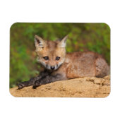 Kutest Baby Animals | Red Fox Pup Magneet (Horizontaal)