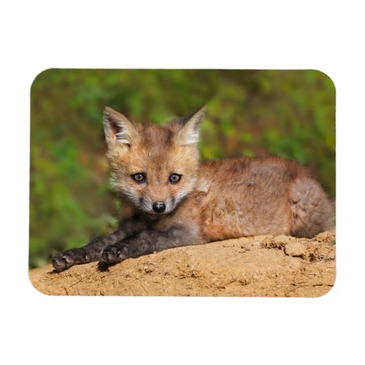 Kutest Baby Animals | Red Fox Pup Magneet (Horizontaal)