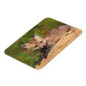 Kutest Baby Animals | Red Fox Pup Magneet (Linkerzijde)