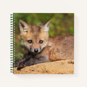 Kutest Baby Animals   Red Fox Pup Notitieboek