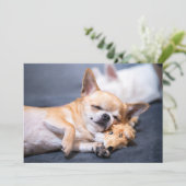 Kutest Baby Animals | Red-haring Chihuahua Dog Bedankkaart (Staand voorkant)