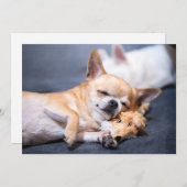 Kutest Baby Animals | Red-haring Chihuahua Dog Bedankkaart (Voorkant / Achterkant)