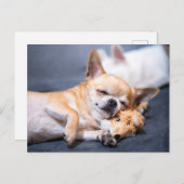 Kutest Baby Animals | Red-haring Chihuahua Dog Briefkaart (Voorkant / Achterkant)