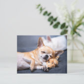 Kutest Baby Animals | Red-haring Chihuahua Dog Briefkaart (Staand voorkant)