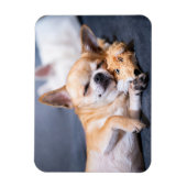 Kutest Baby Animals | Red-haring Chihuahua Dog Magneet (Verticaal)