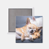 Kutest Baby Animals | Red-haring Chihuahua Dog Magneet (Voorkant / Achterkant)