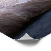 Kutest Baby Animals | Red-haring Chihuahua Dog Poster (Hoek)