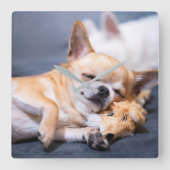 Kutest Baby Animals | Red-haring Chihuahua Dog Vierkante Klok (Voorkant)