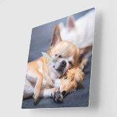 Kutest Baby Animals | Red-haring Chihuahua Dog Vierkante Klok (Hoek)