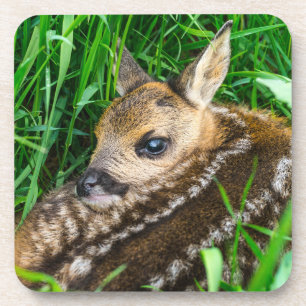 Kutest Baby Animals   Roe Deer Baby Bier Onderzetter