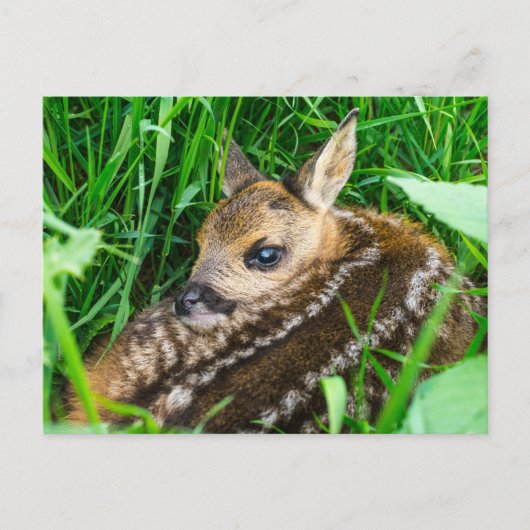 Kutest Baby Animals | Roe Deer Baby Briefkaart (Voorkant)