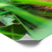 Kutest Baby Animals | Roe Deer Baby Poster (Hoek)