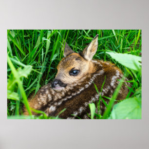 Kutest Baby Animals Roe Deer Baby Poster