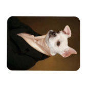 Kutest Baby Animals | Royal Chihuahua Portrait Magneet (Horizontaal)