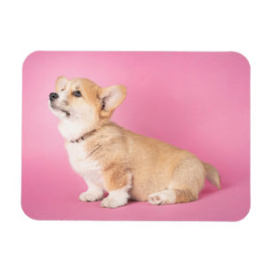 Kutest Baby Animals   Roze Corgi Puppy Magneet