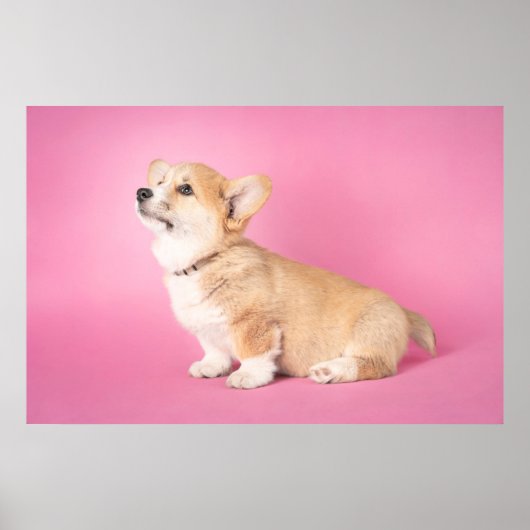 Kutest Baby Animals | Roze Corgi Puppy Poster (Voorkant)