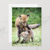 Kutest Baby Animals | Schattige Fox Kit & Mama Briefkaart (Voorkant / Achterkant)