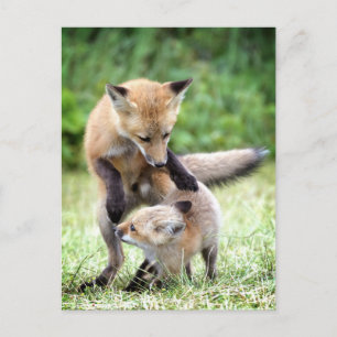 Kutest Baby Animals   Schattige Fox Kit & Mama Briefkaart