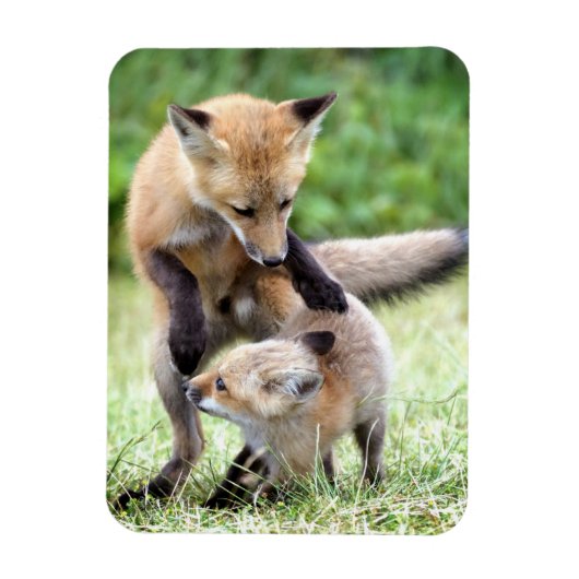 Kutest Baby Animals | Schattige Fox Kit & Mama Magneet (Verticaal)